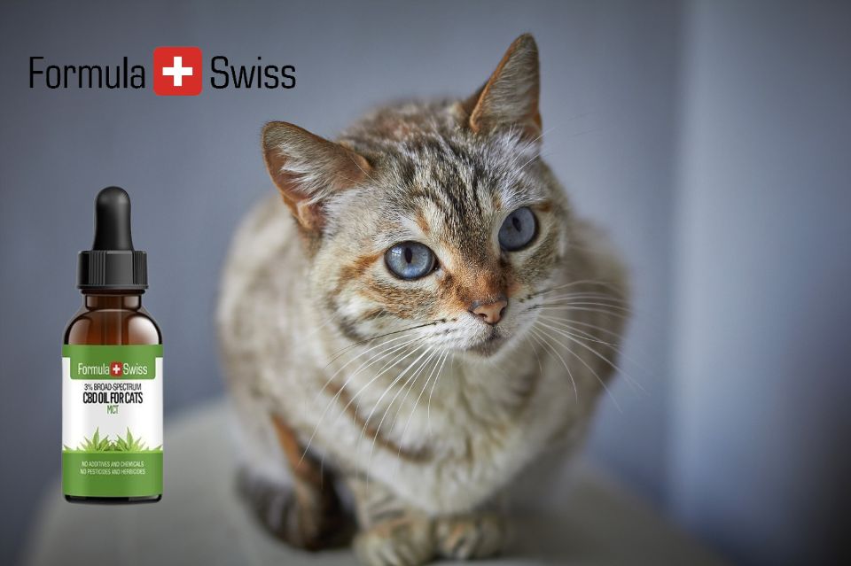 Lovlige og elskede: Formula swiss’ cbd olier til katte i fokus i danmark